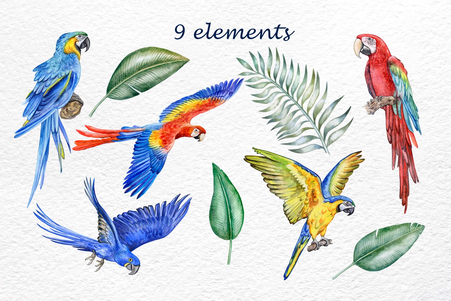 Watercolor Parrot Clipart elements.