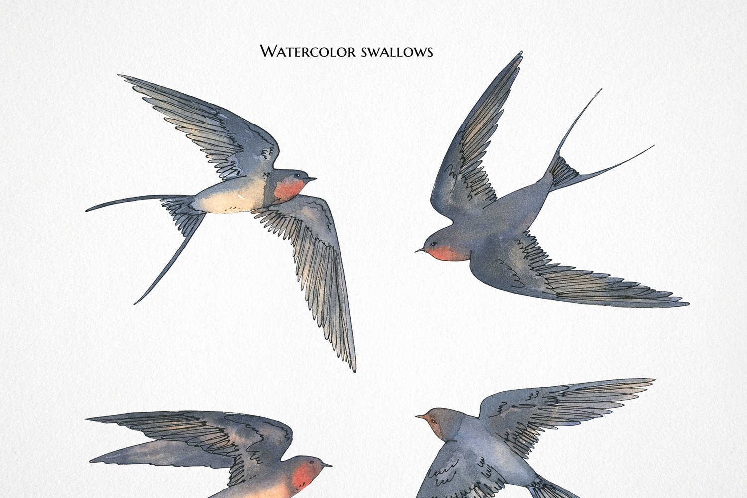Professionally designed watercolor swallows.