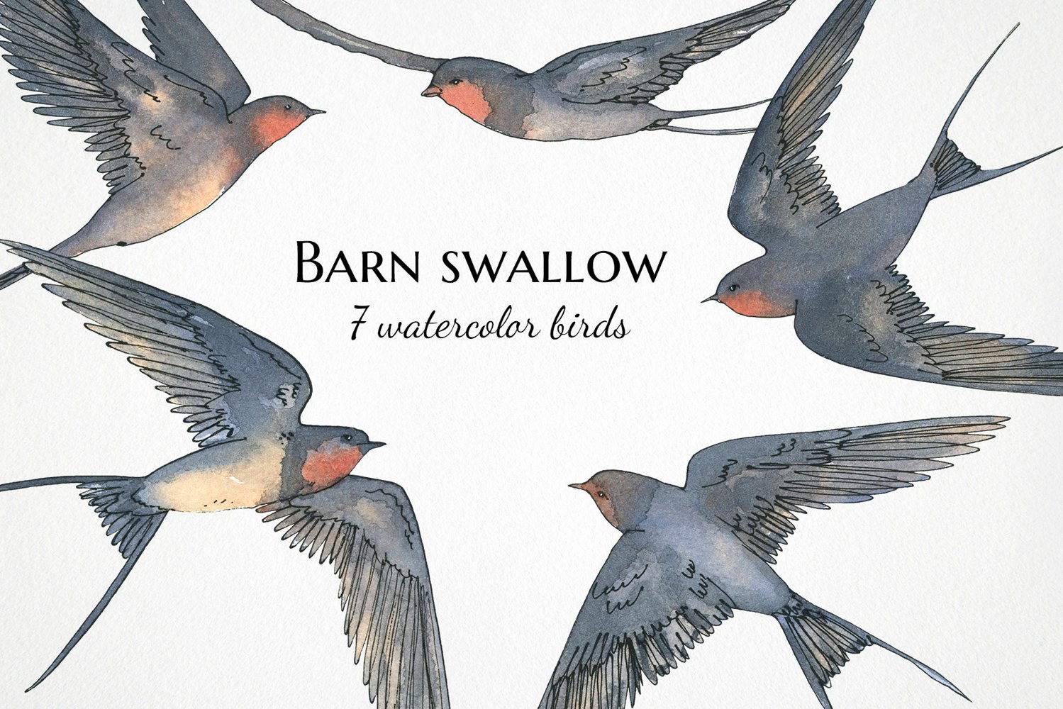 Cover image of barn swallow clipart.