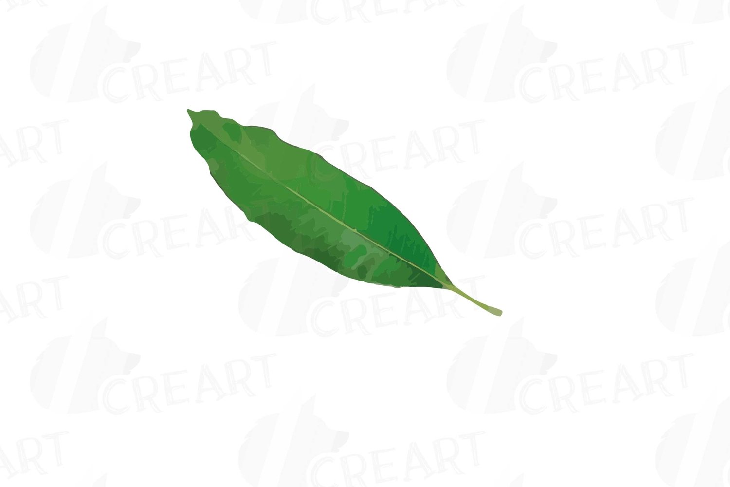 Mango leaf.