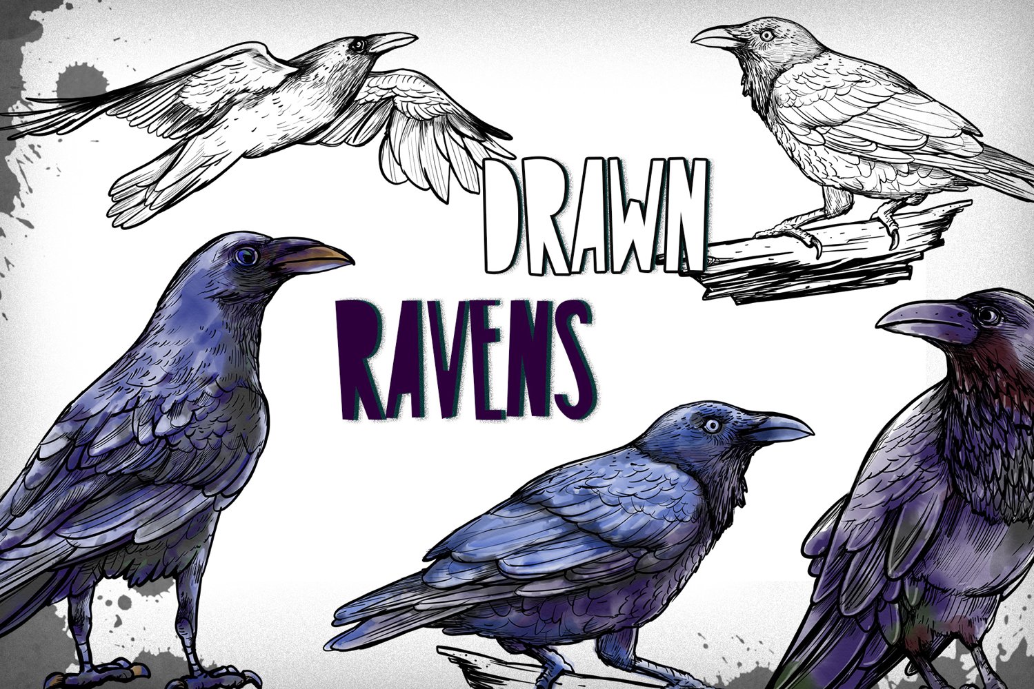 Cover image of Drawn Ravens.