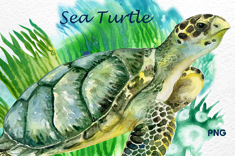 Watercolor Sea Turtle Green Turtle facebook.