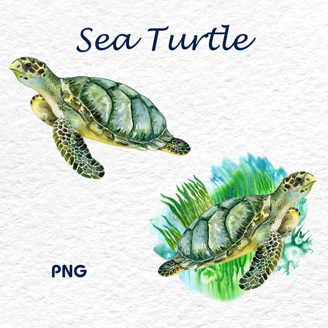 Watercolor Sea Turtle Green Turtle previews.