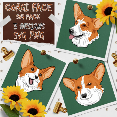 Three pictures of a corgi dog with a sunflower.