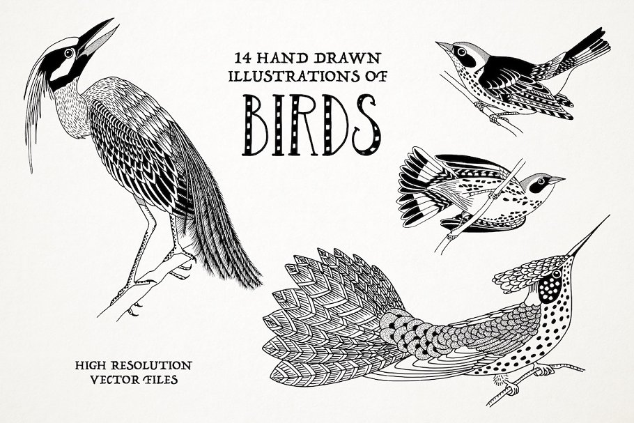 Cover image of Hand drawn illustrations of birds.