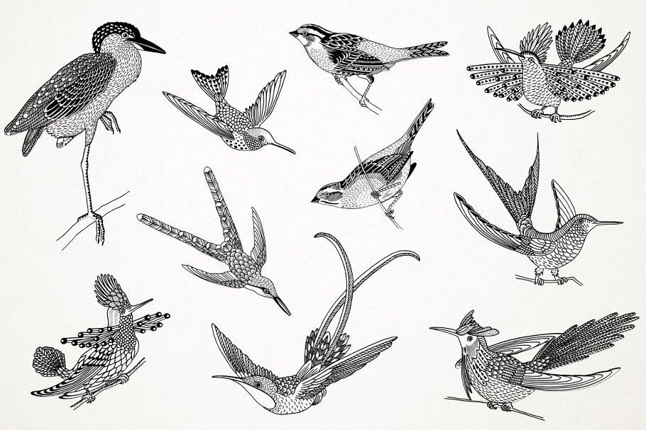 Diverse of hand drawn birds elements.