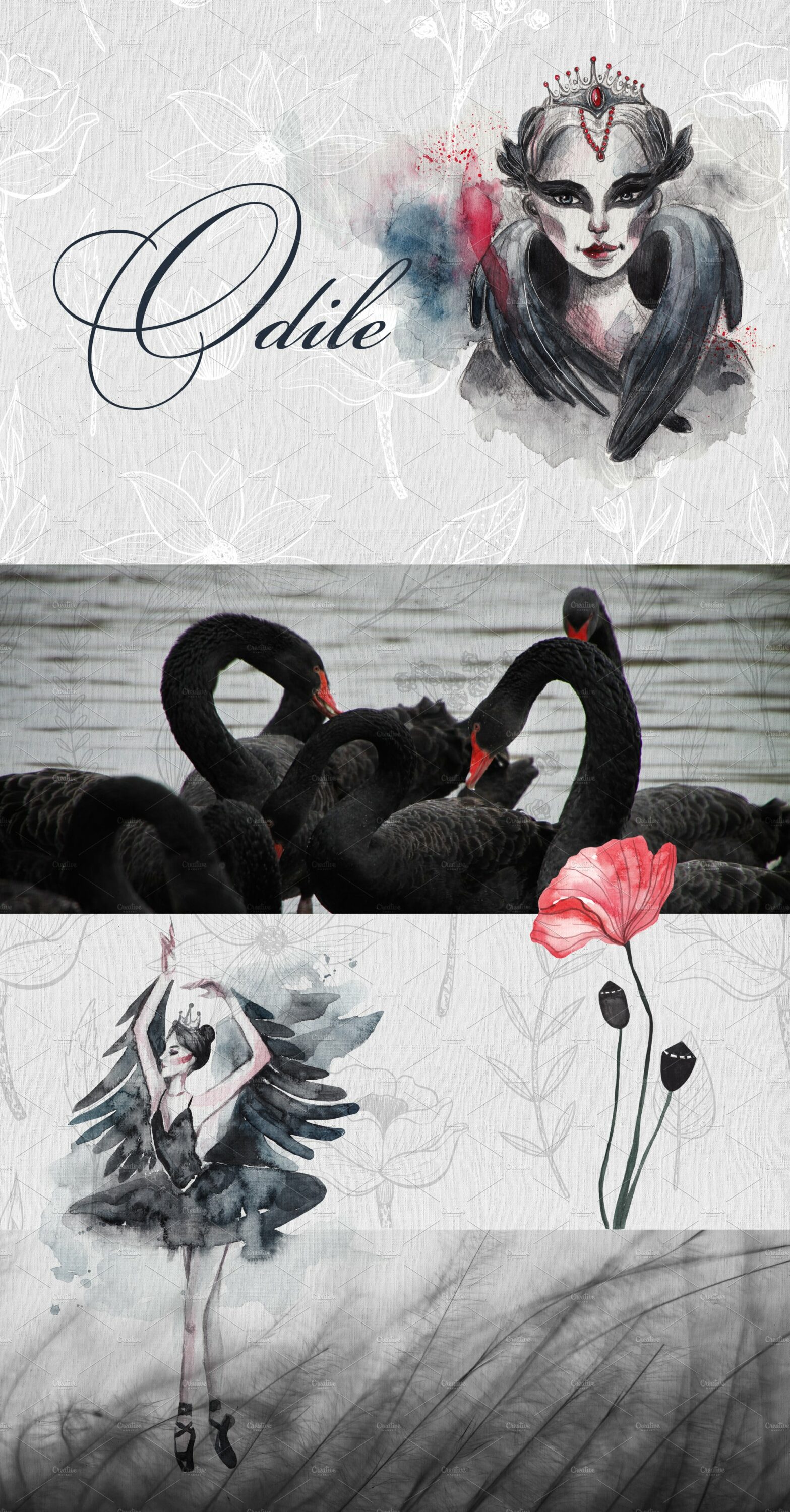 Dark swan illustrations.
