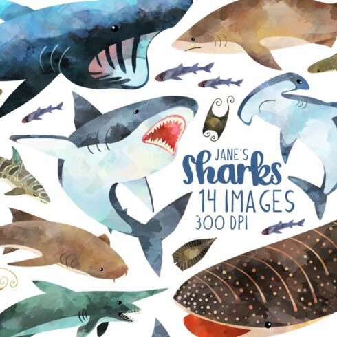 Watercolor Shark Species Clipart | Master Bundles