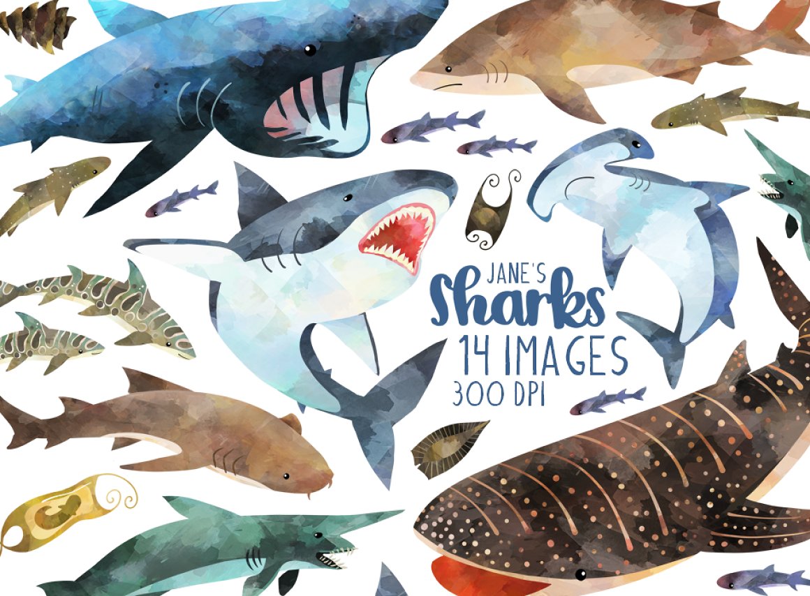 Diverse of sharks.