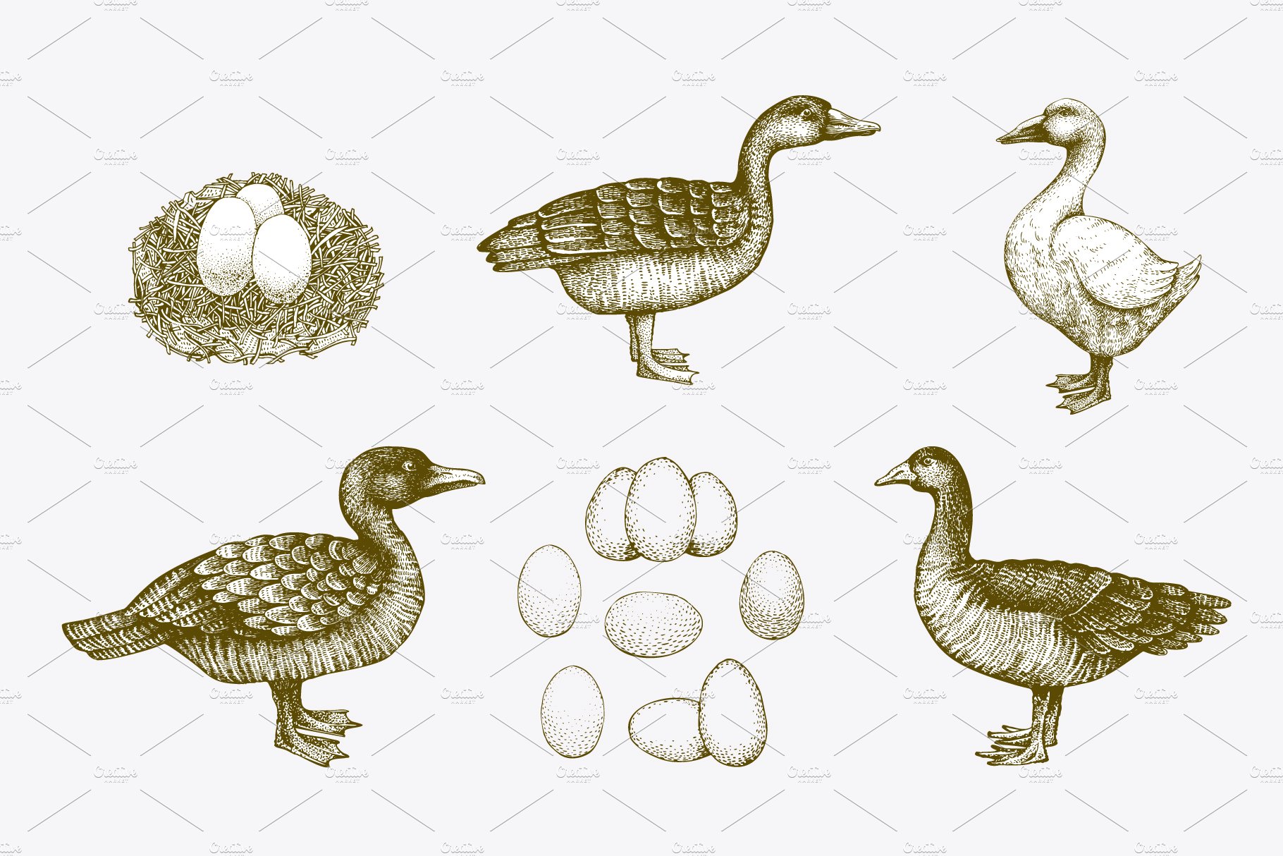Cool illustration with farm birds and eggs.