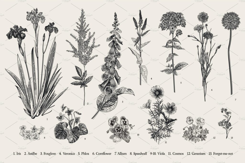 Garden Flowers. Black and White | MasterBundles