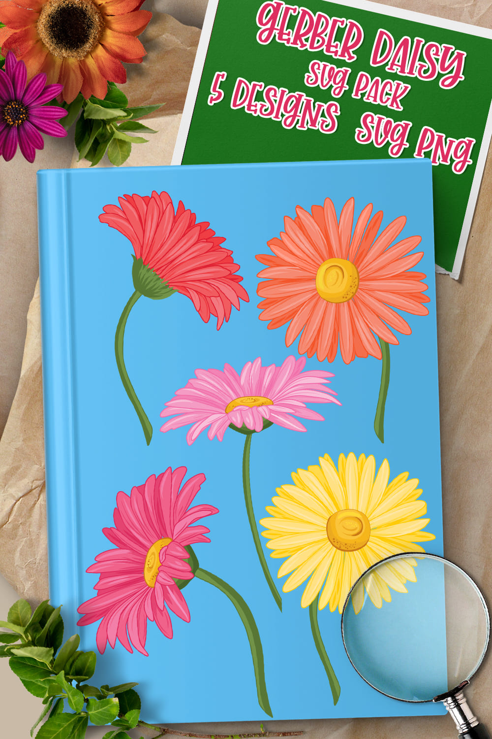 Colorful gerber daisy on a blue cover.