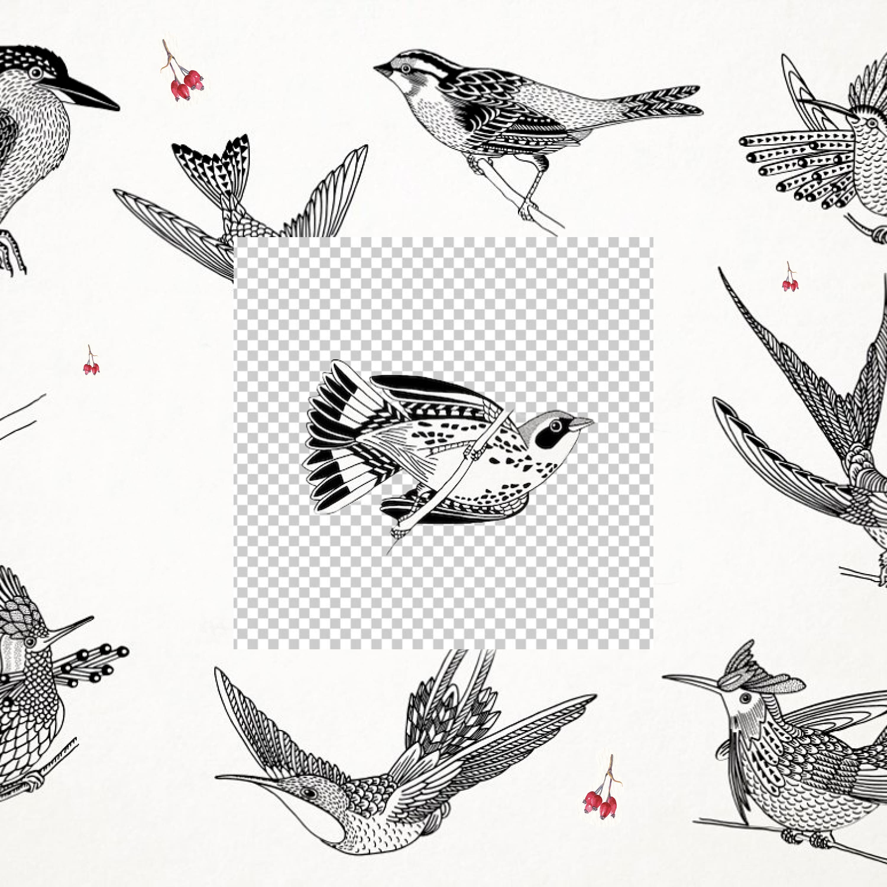 This set contains 14 hand drawn ink illustrations of various birds.