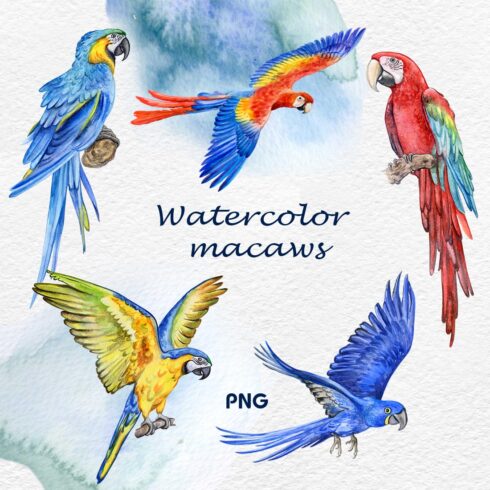 Watercolor Parrot Clipart previews.