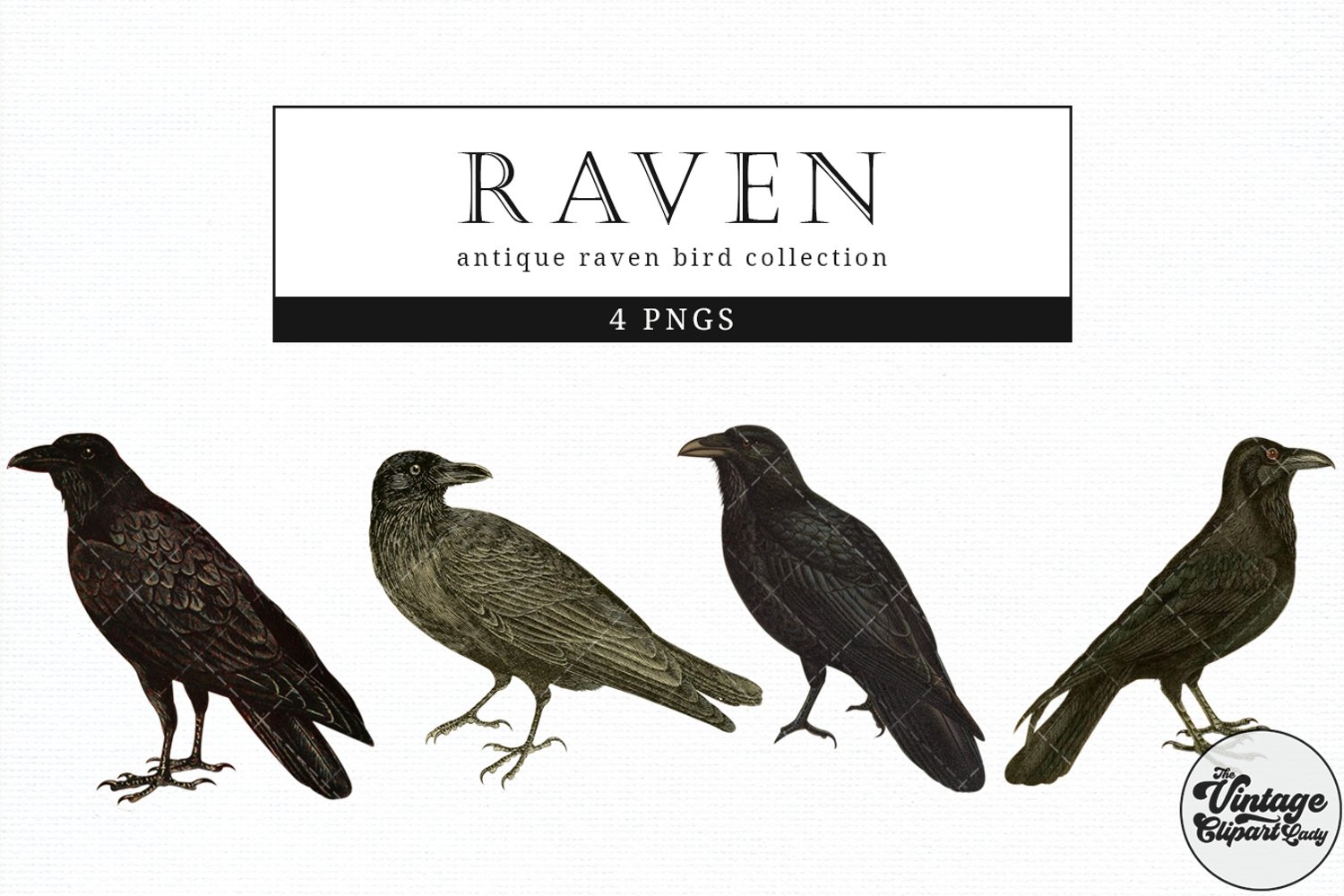 Cover image of Raven vintage animal illustration clip art.