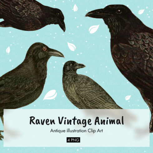 Raven vintage animal illustration clip art - main image preview.