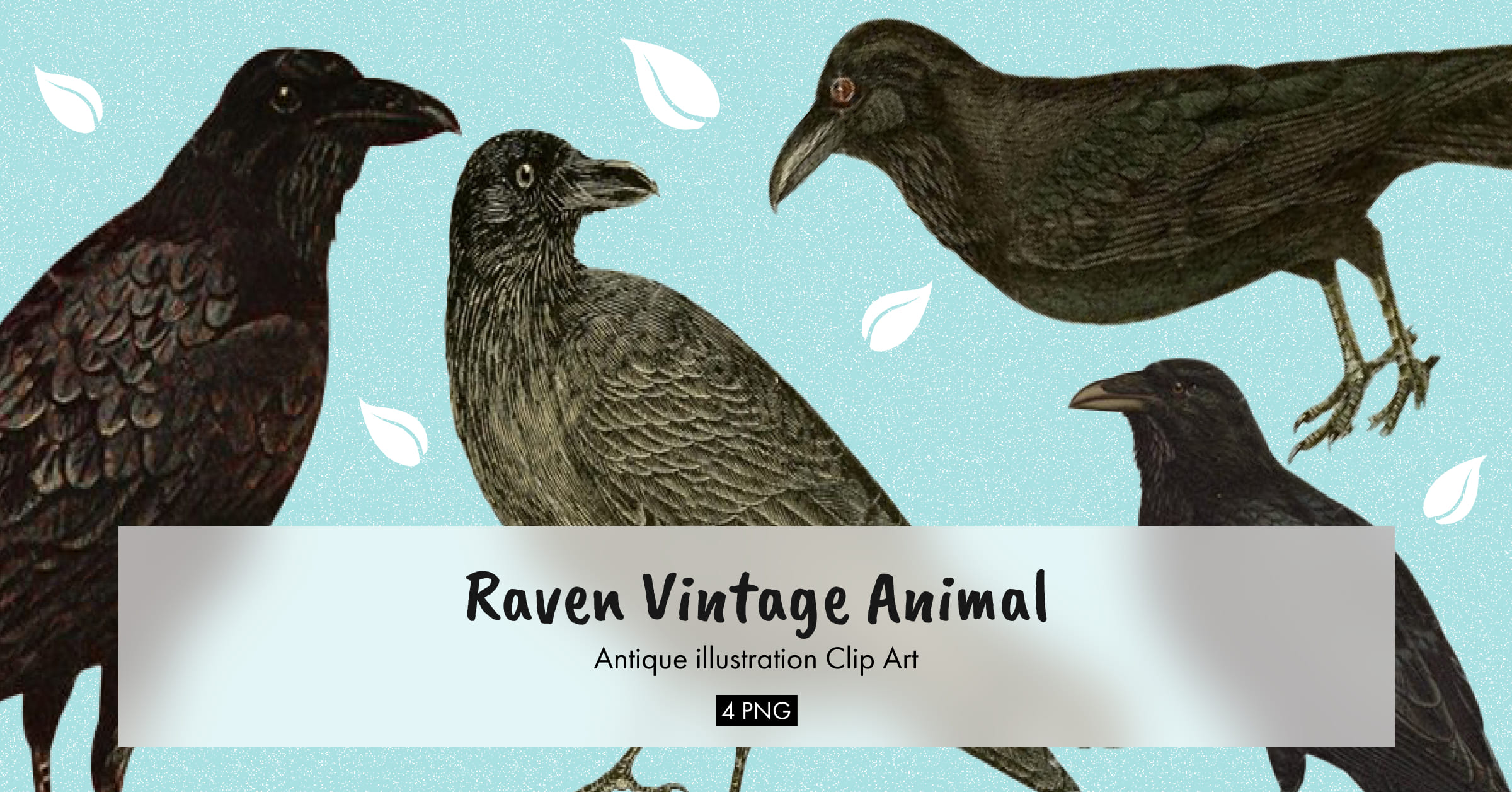 Raven vintage animal illustration clip art - Facebook image preview.