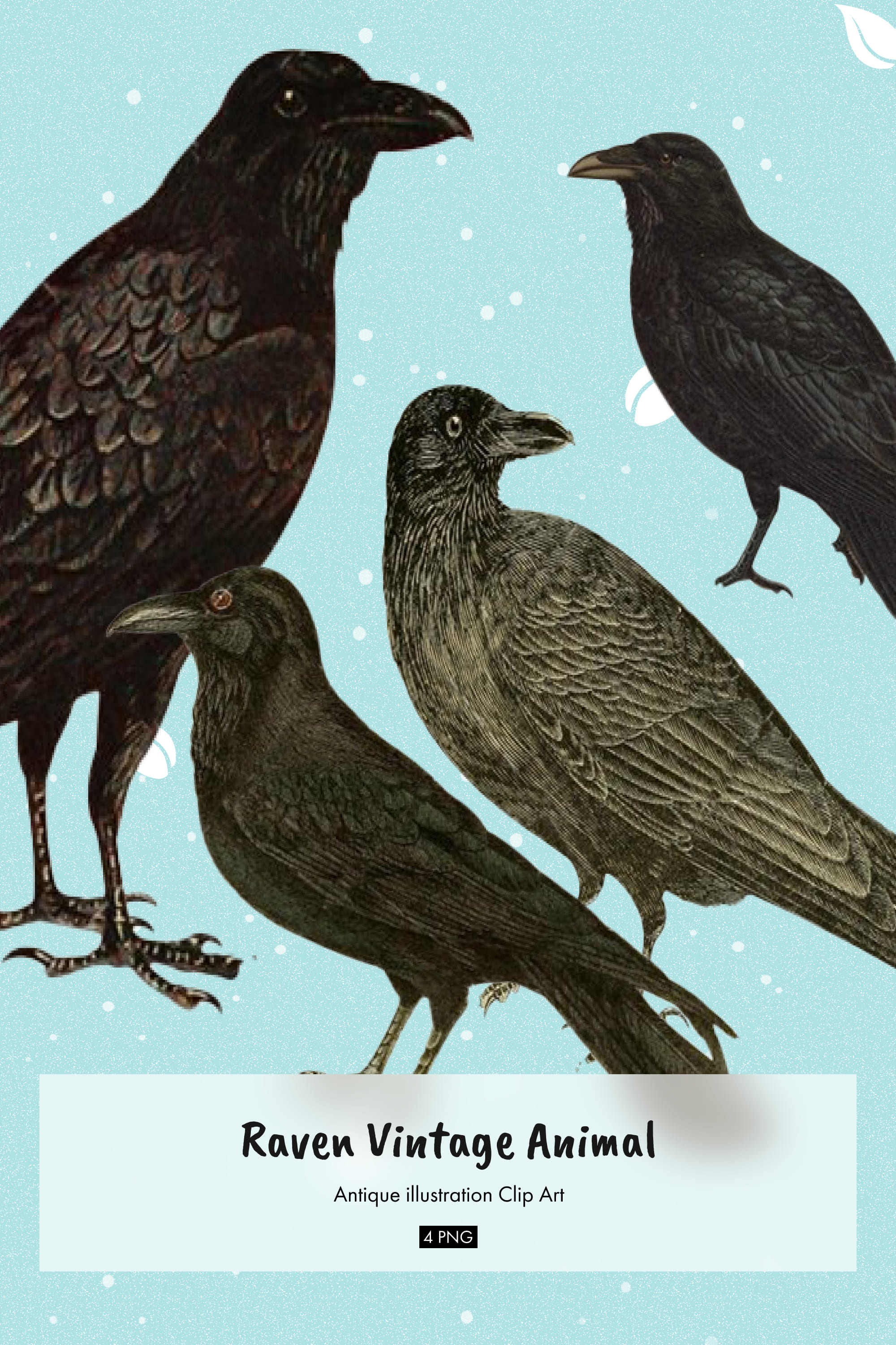 Raven vintage animal illustration clip art - pinterest image preview.