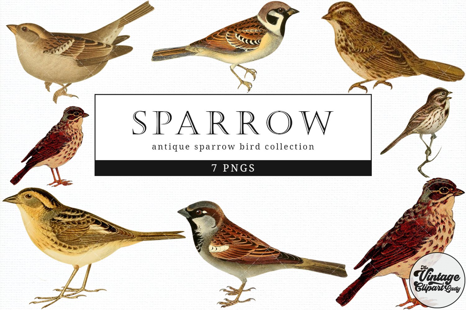 Cover image of Sparrow Vintage Animal Clipart.