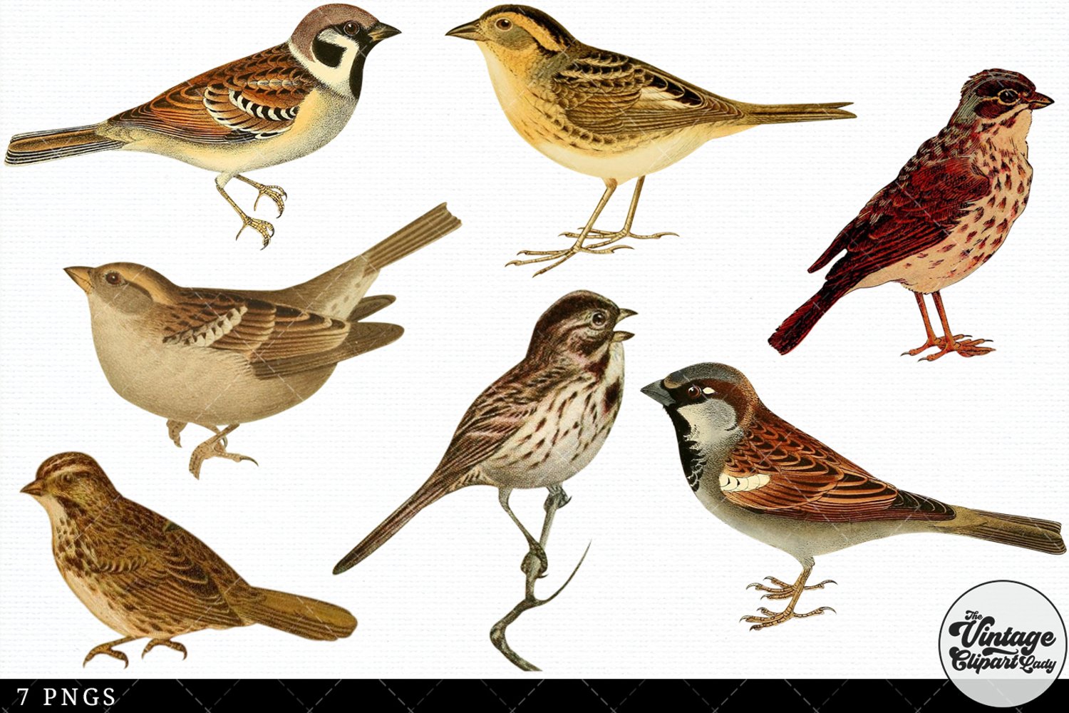 This is an antique sparrow bird collection.