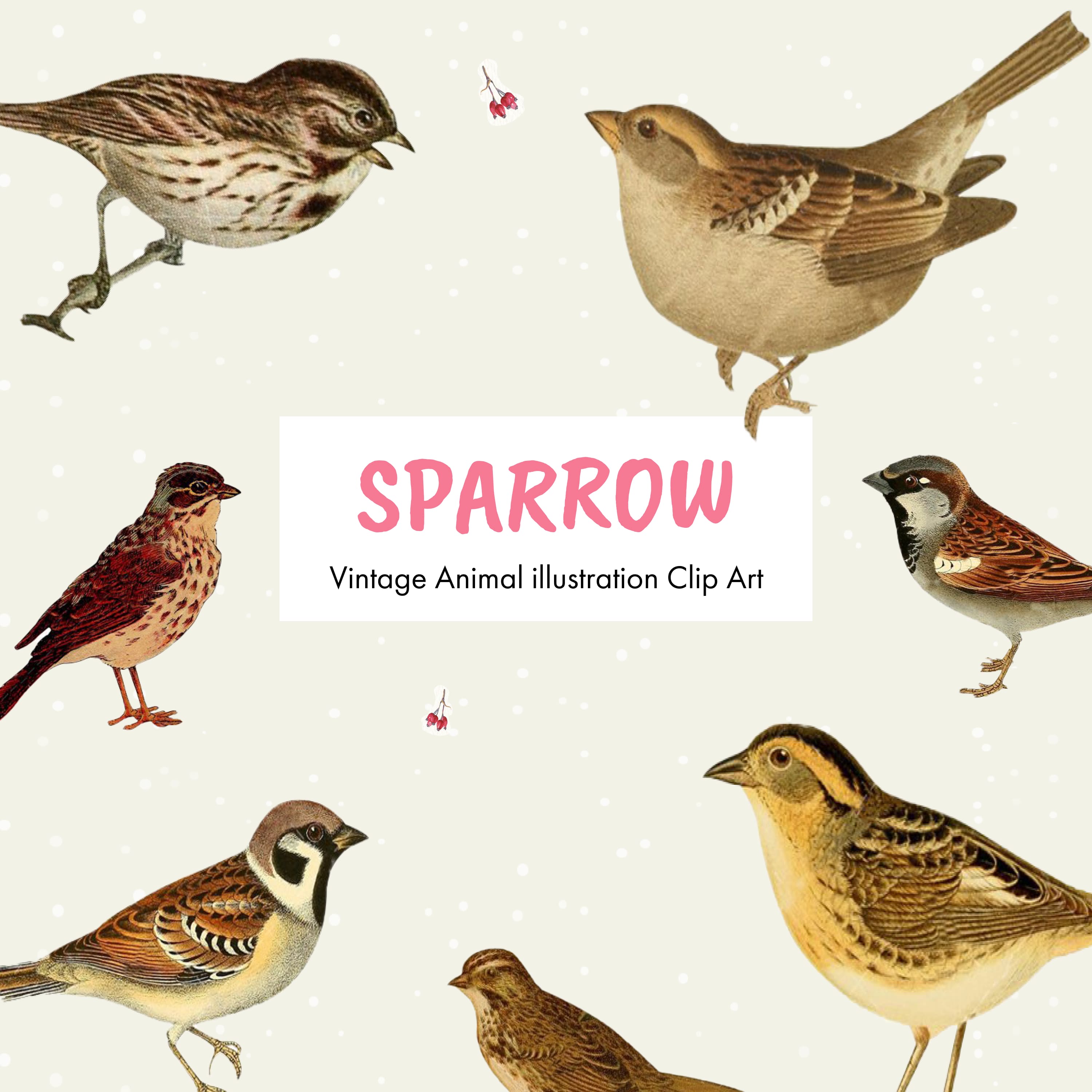 Sparrow vintage animal illustration clip art - main image preview.