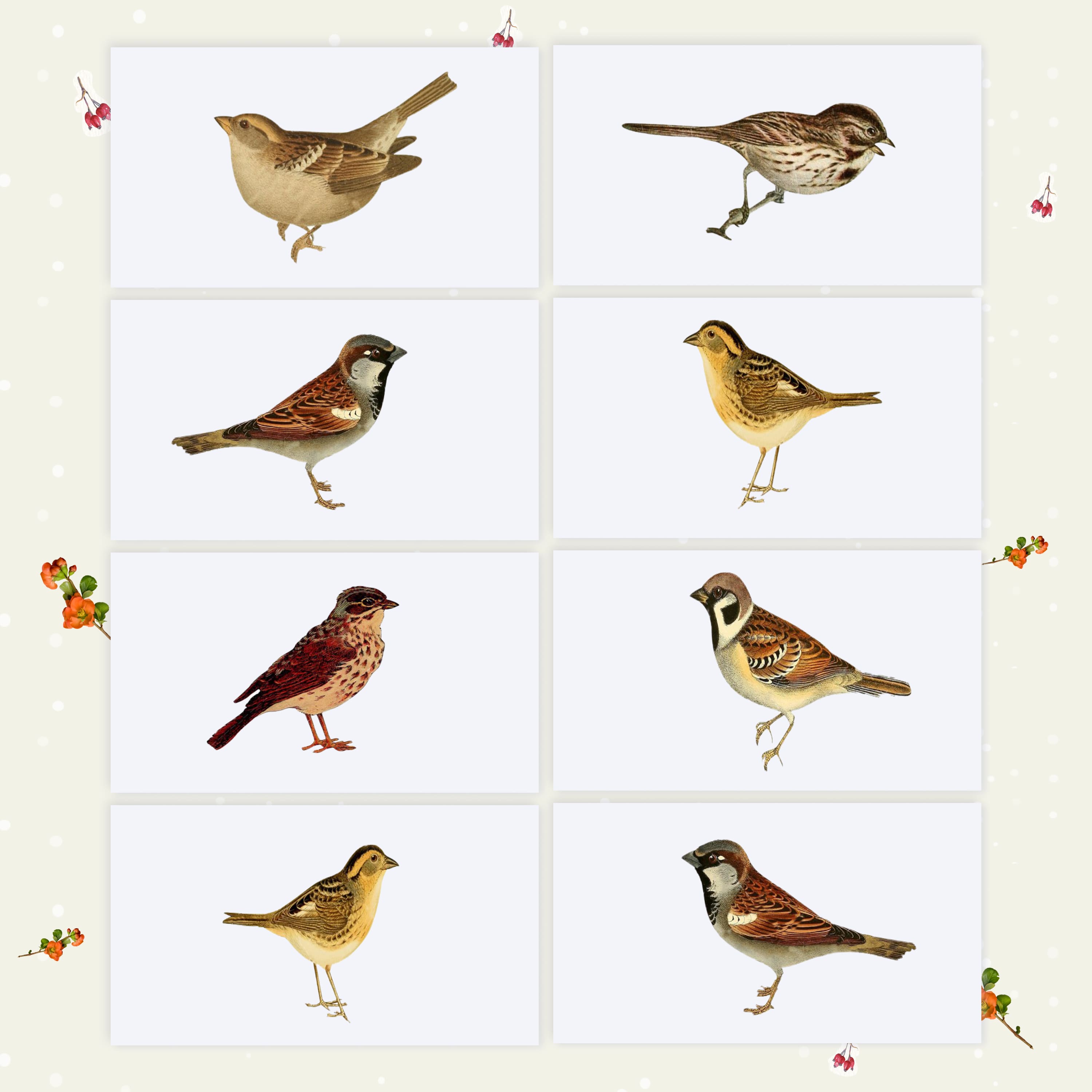 Diverse of sparrow designs.