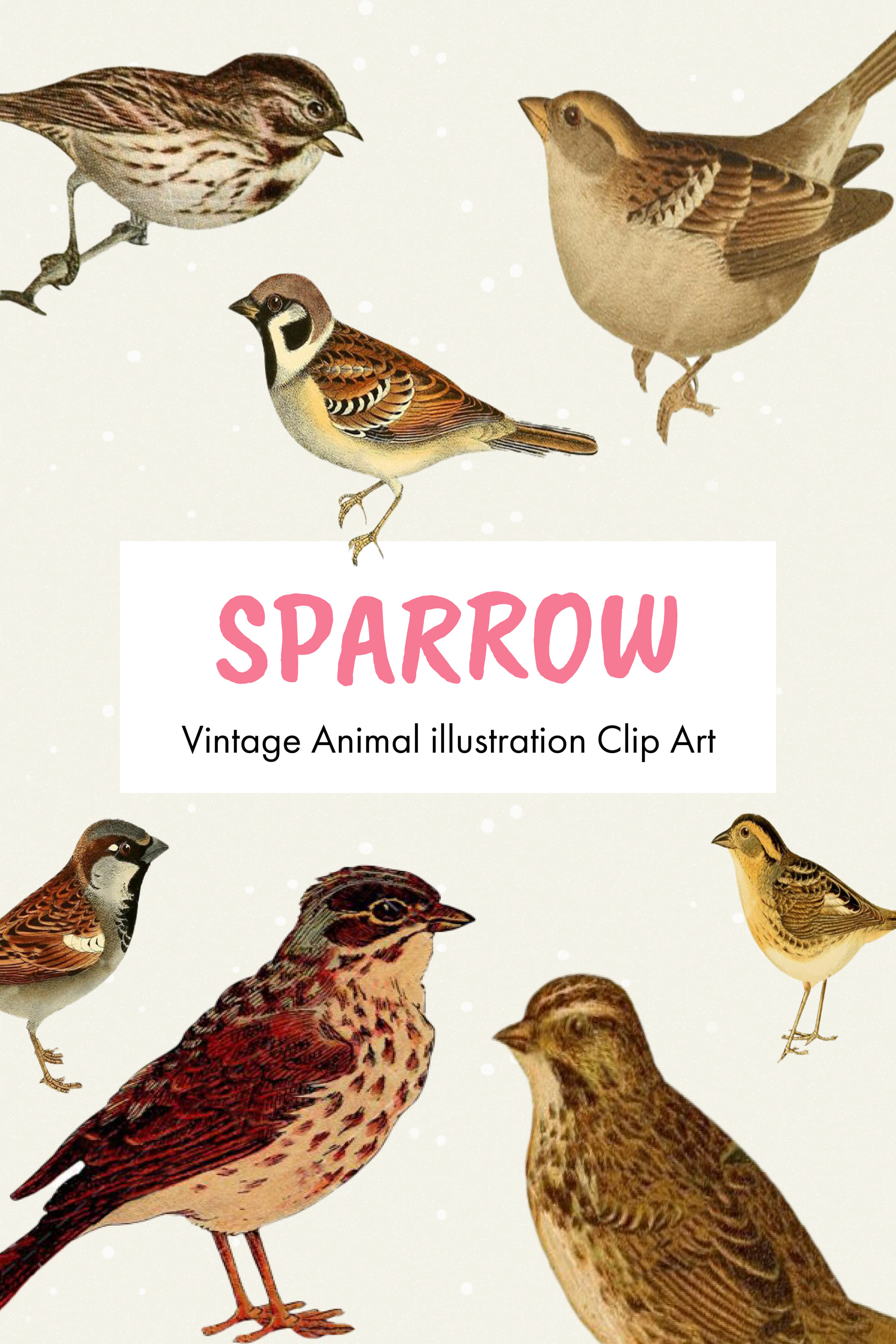 Sparrow vintage animal illustration clip art - pinterest image preview.