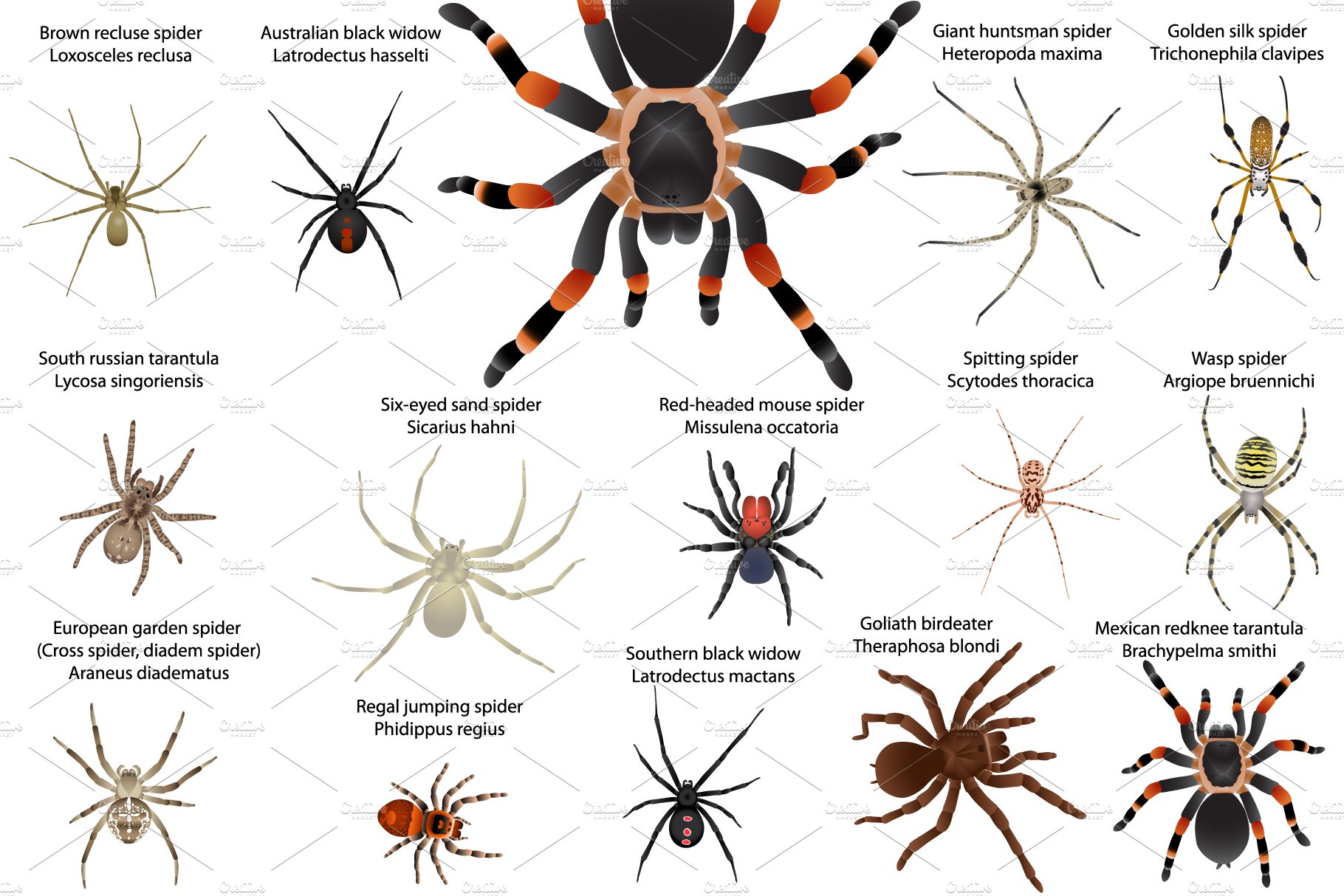 Diverse of the poisonous spiders.