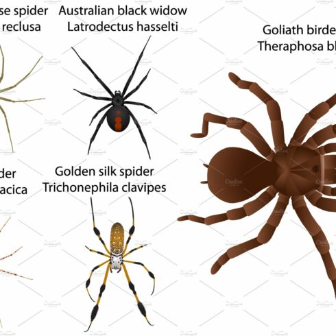 Spiders | MasterBundles