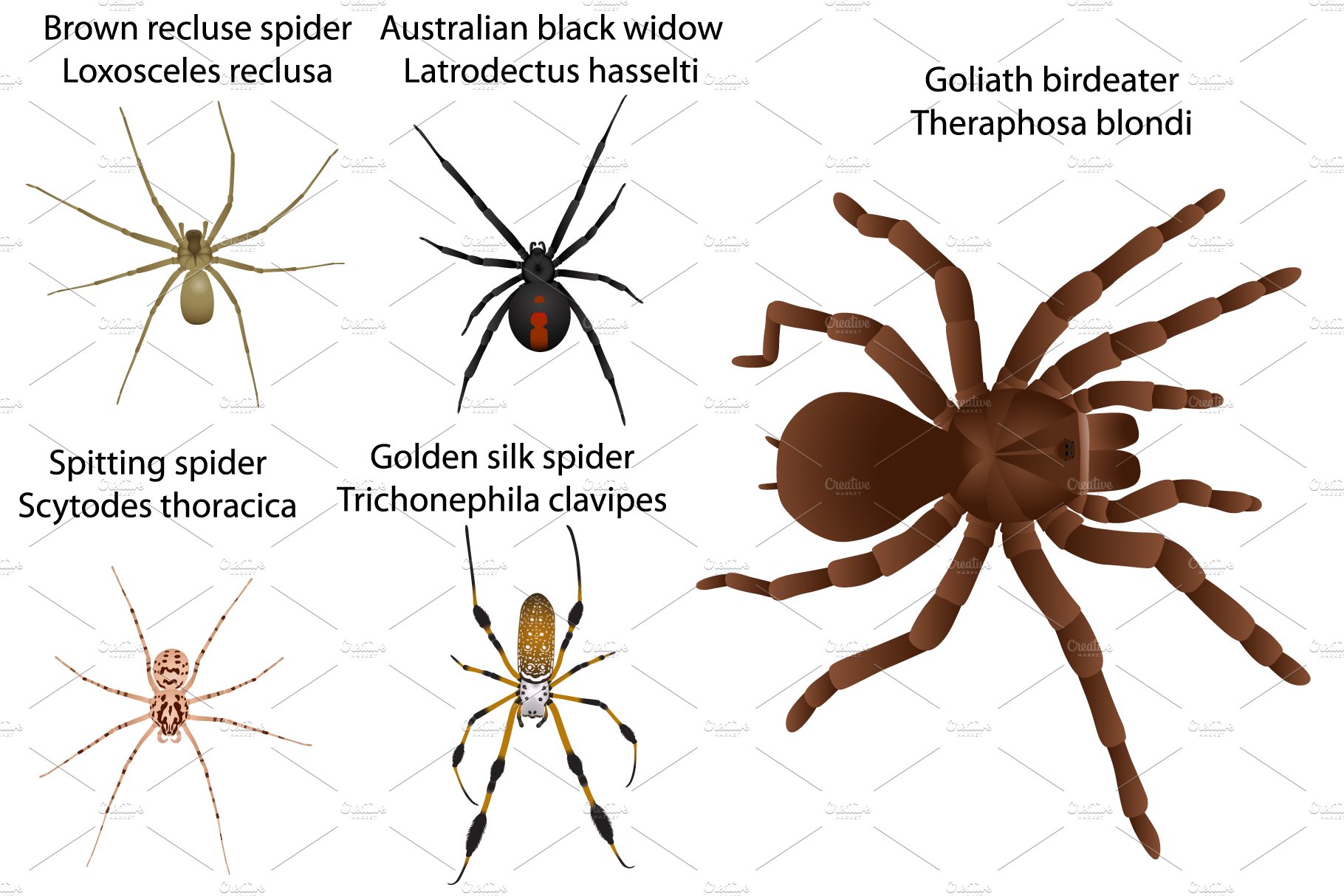 Some options of the spiders.