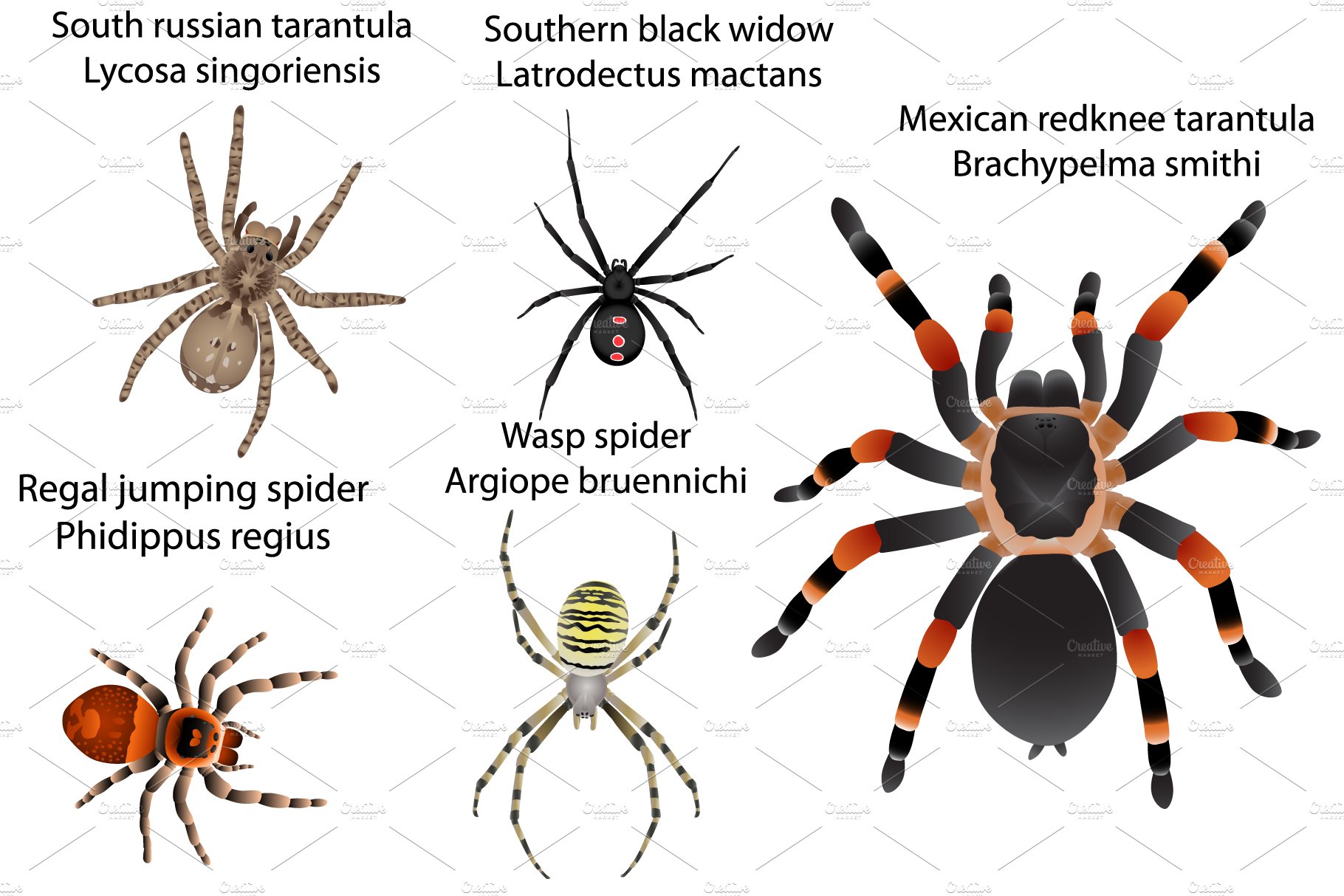 Spiders with different ornament.