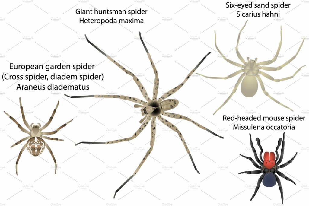 Spiders – MasterBundles