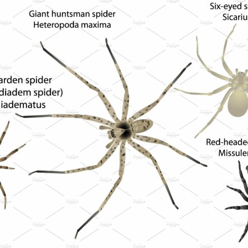 Spiders | MasterBundles