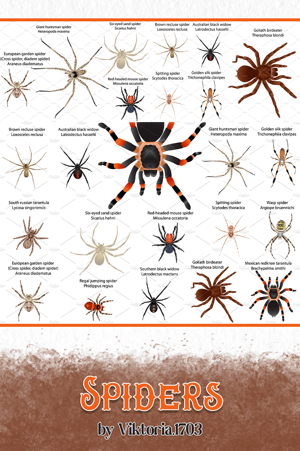 Diverse of multicolors spiders.