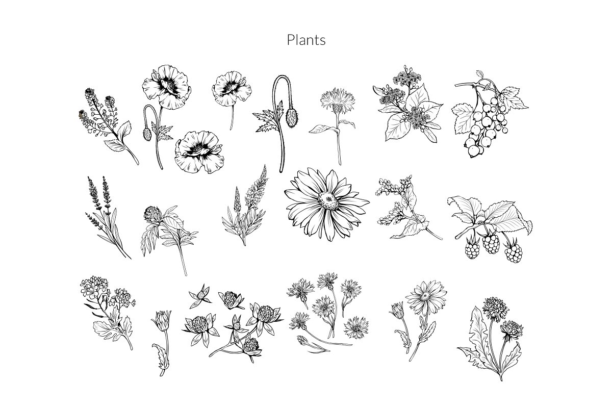 Graphic plants elements.
