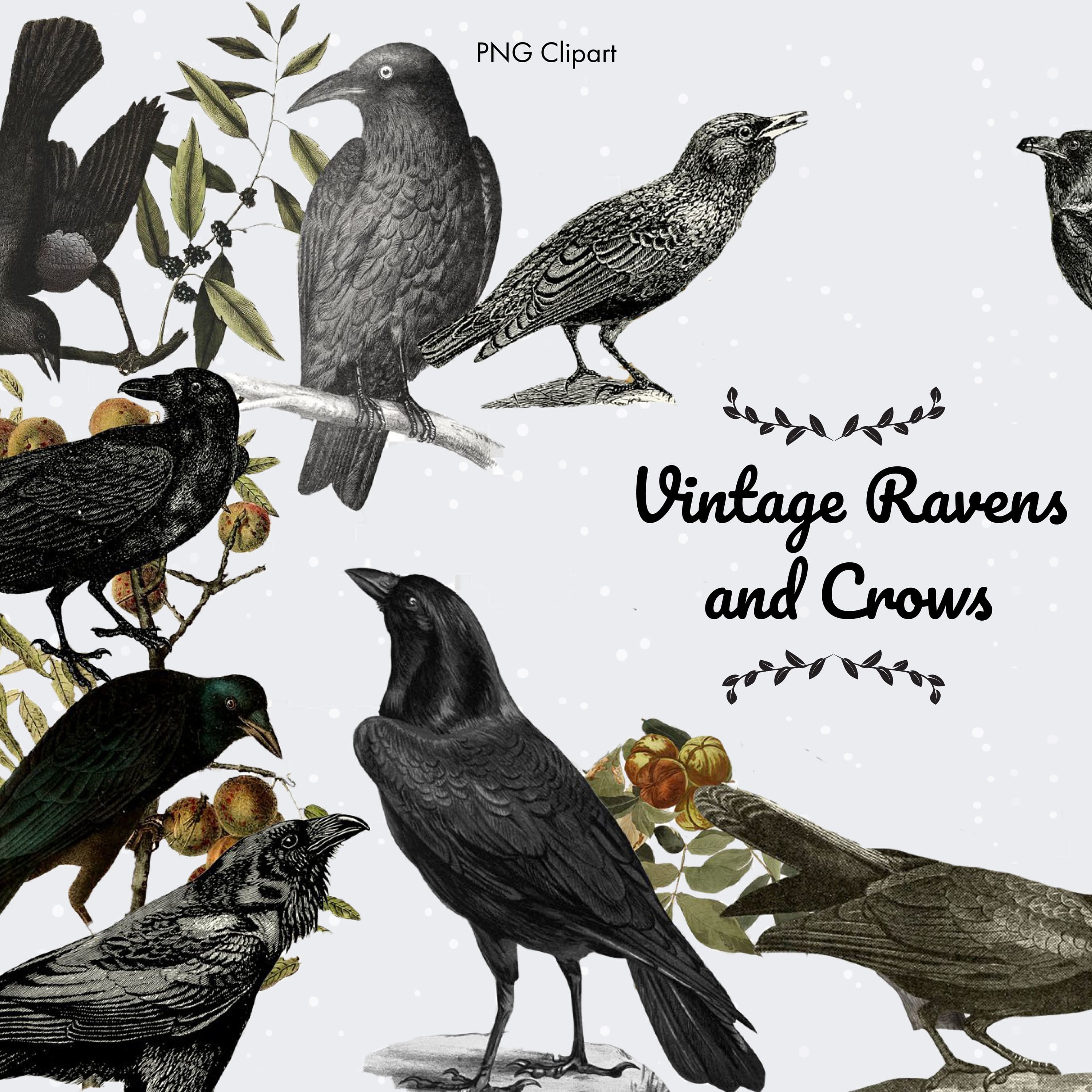 Vintage ravens and crows clipart - main image preview.