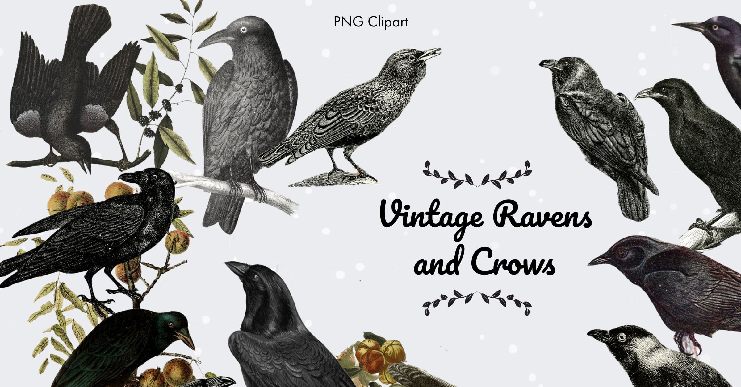 Vintage ravens and crows clipart - Facebook page preview.