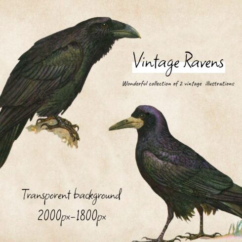 Vintage ravens illustrations - main image preview.