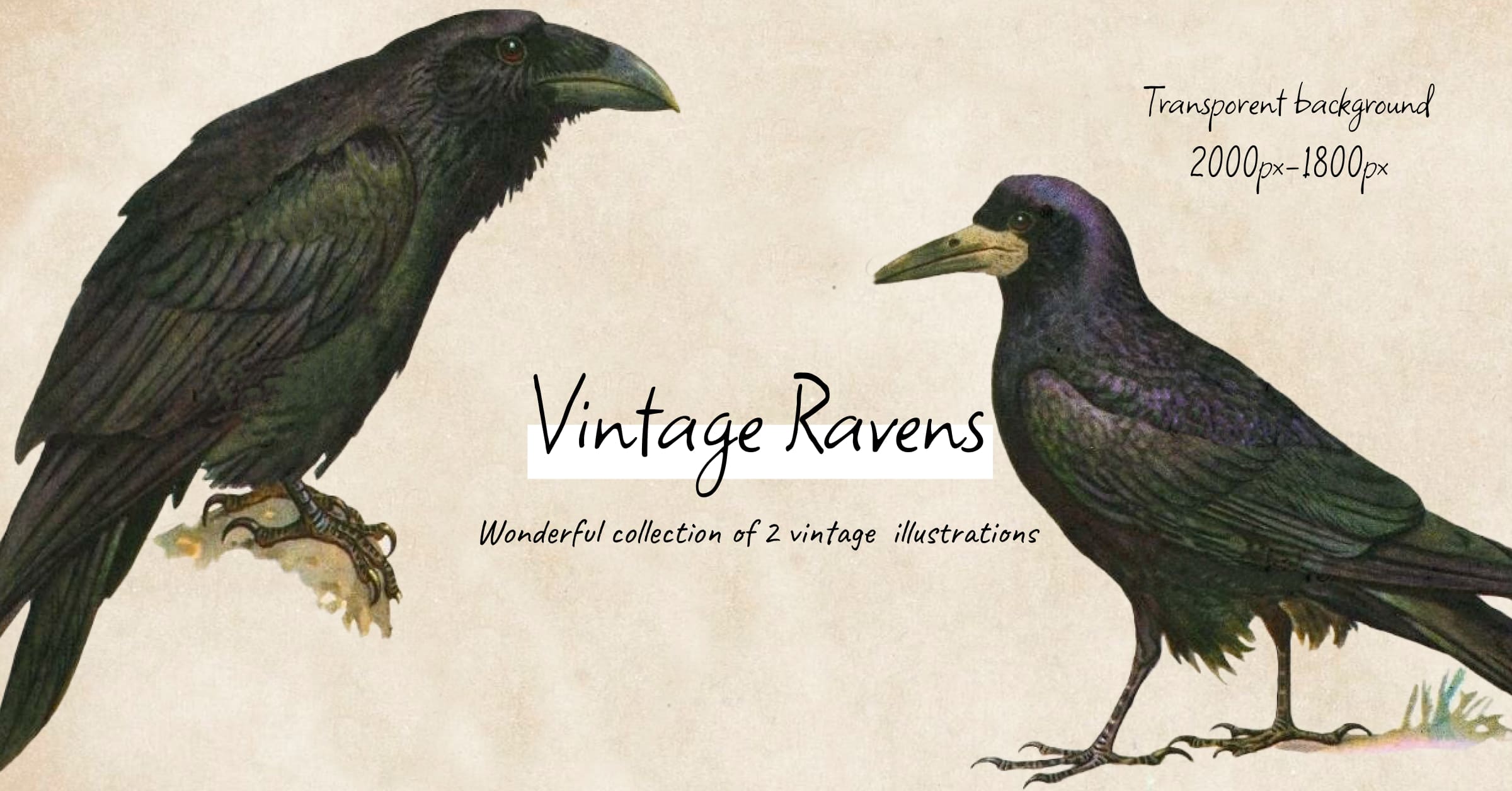 Vintage ravens illustrations - Facebook image preview.