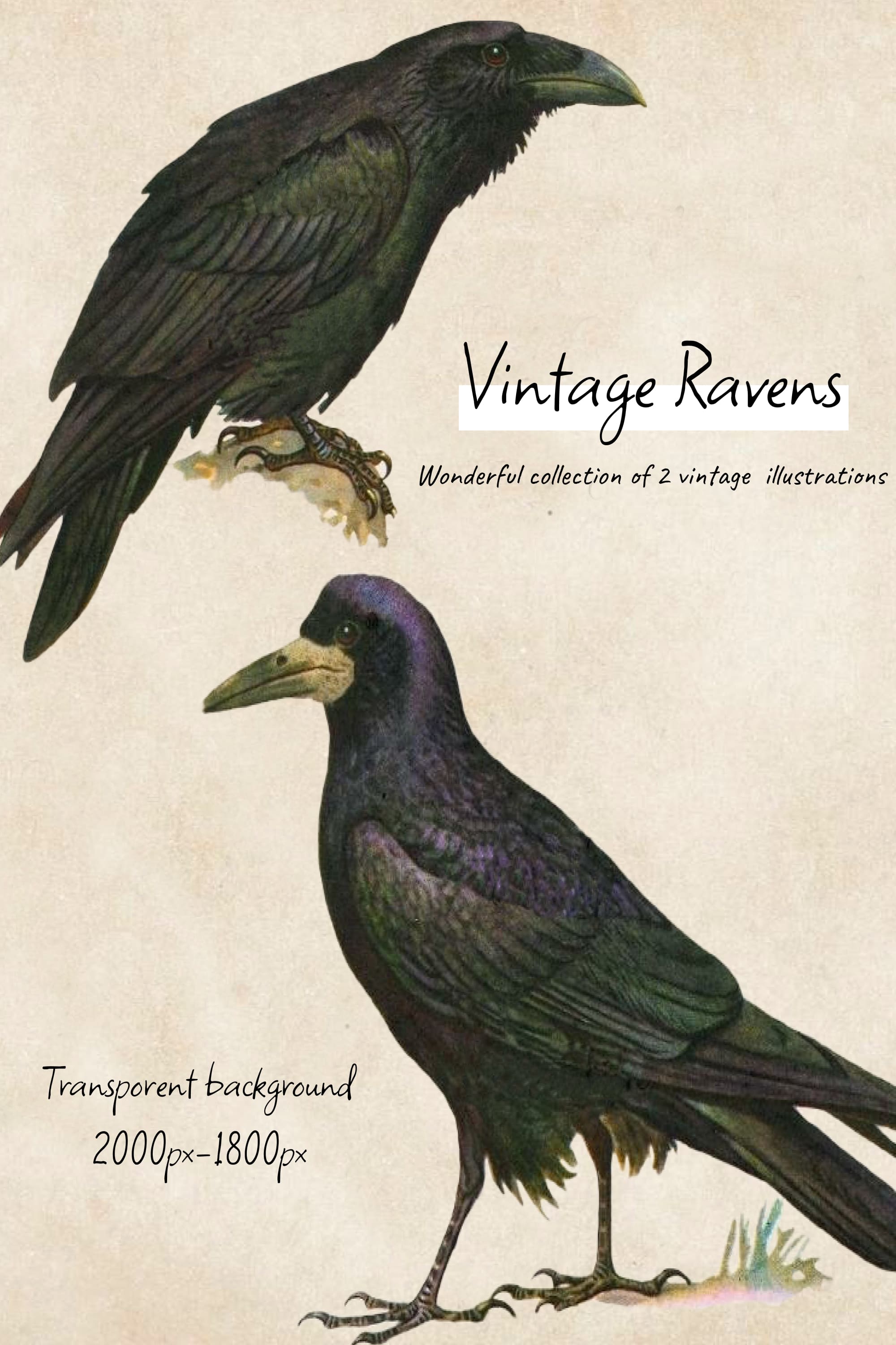 Vintage ravens illustrations - pinterest image preview.
