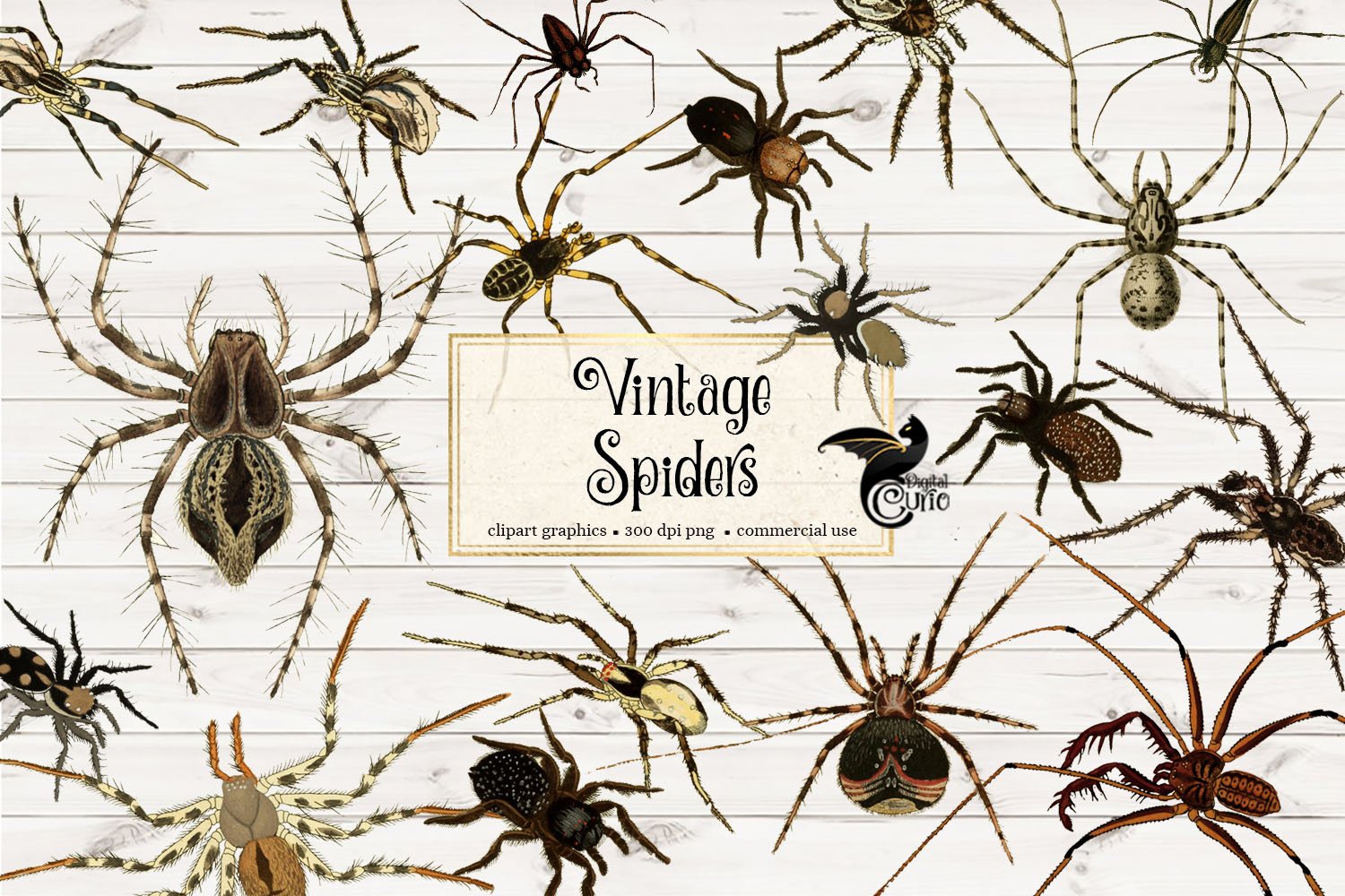 Beige background with dark brown spiders.