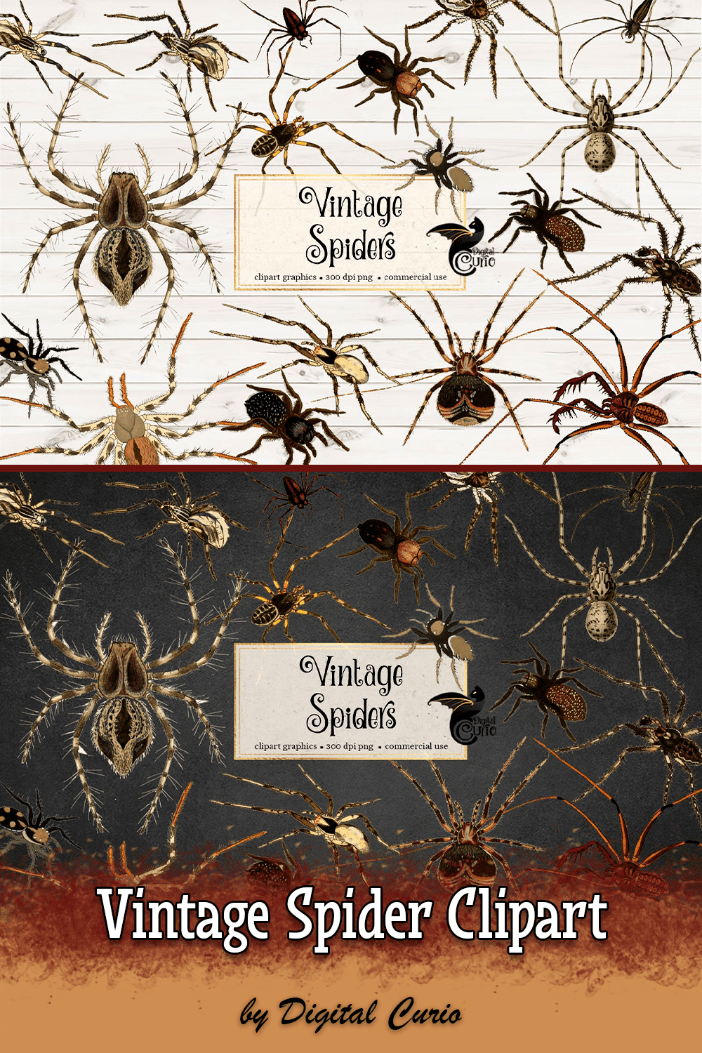 Two options of spiders clipart.
