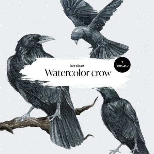 Watercolor ravencrow bird clipart - main image preview.