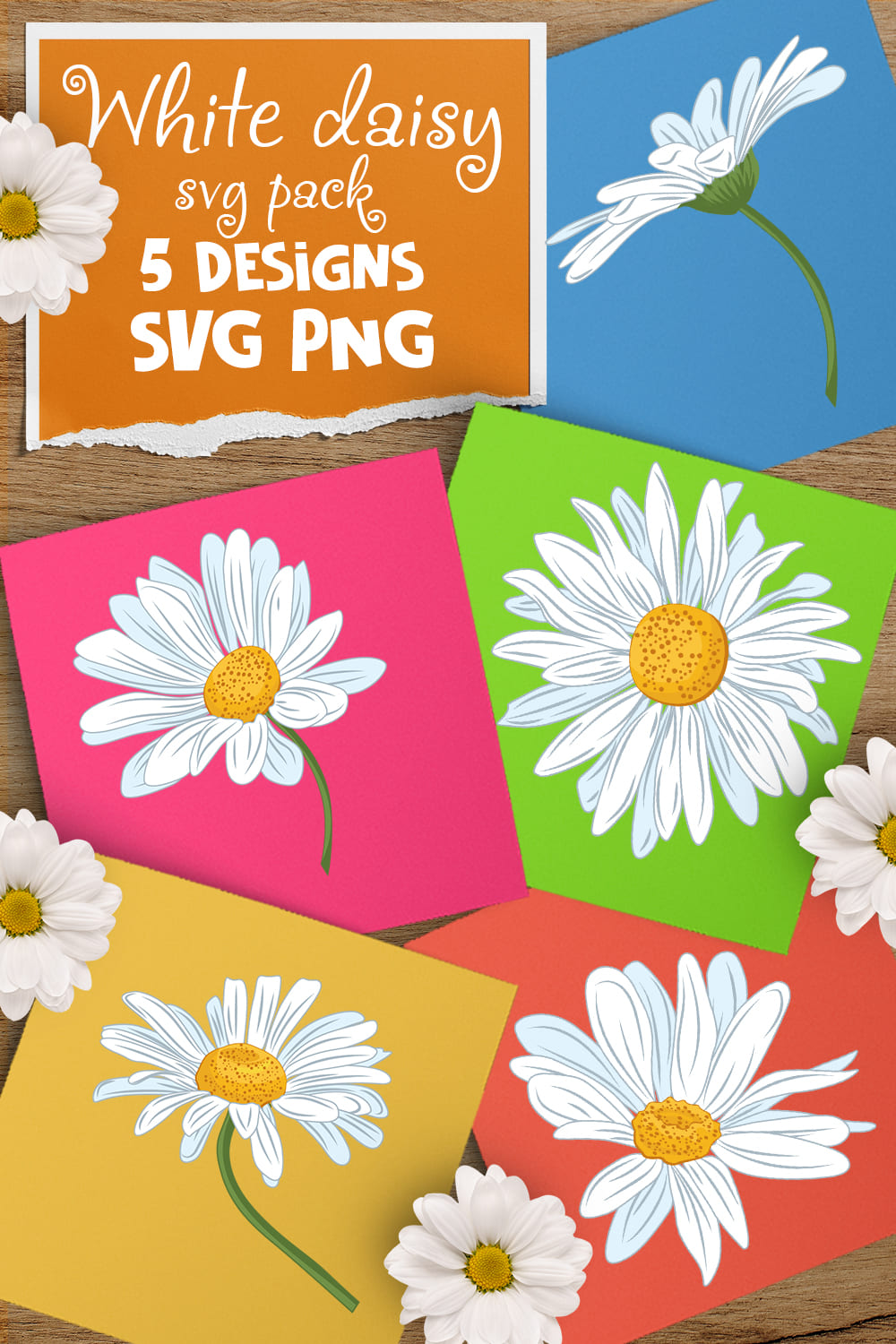 White classic daisy on the colorful cards.