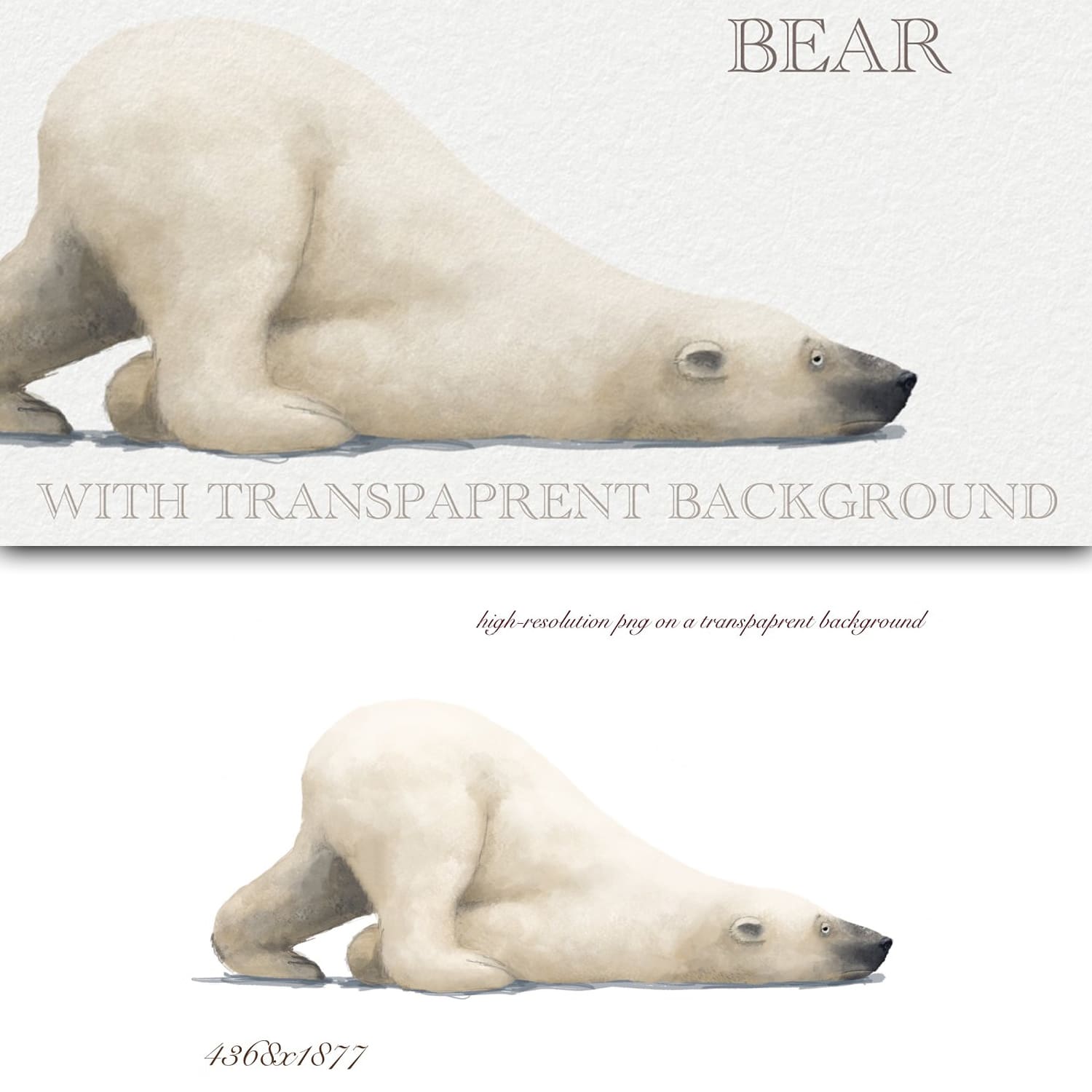 White Polar Bear cover.