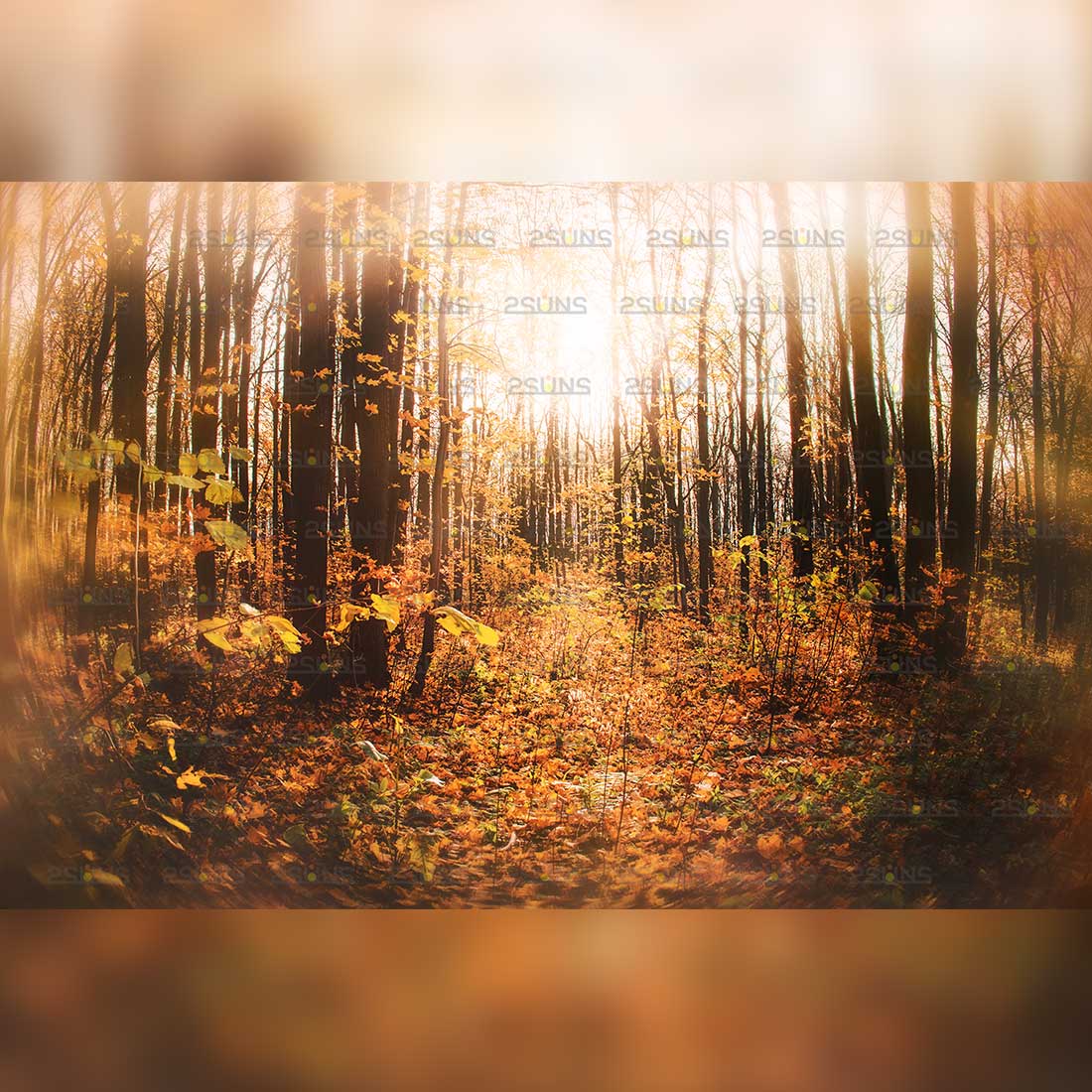 Autumn Backdrop Digital Background Preview Image.