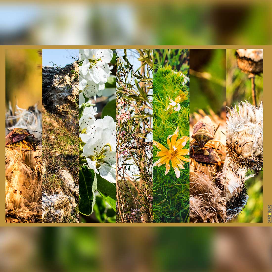 Beach Grass Floral Backdrop Digital Texture Preview Image.