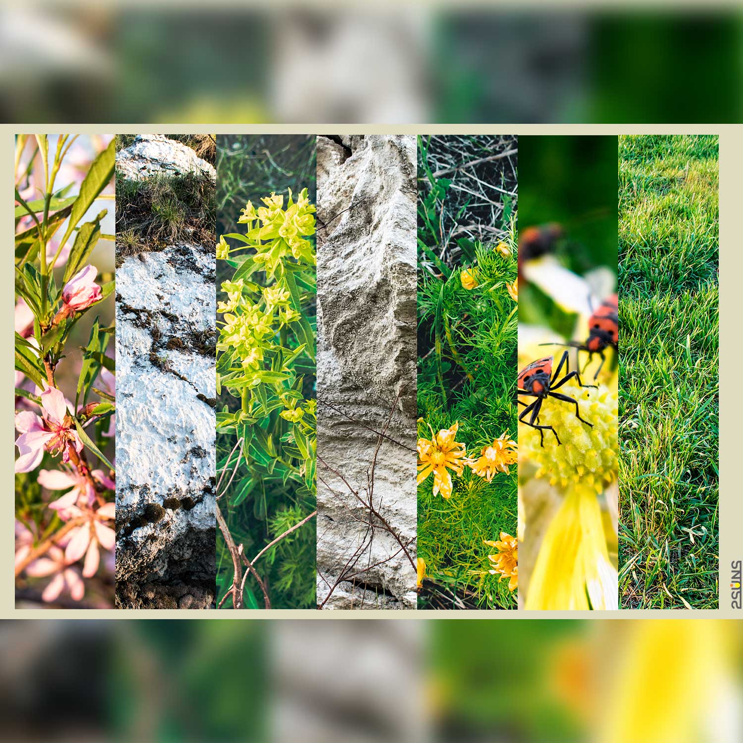 Beach Grass Floral Backdrop Digital Texture Green Examples.