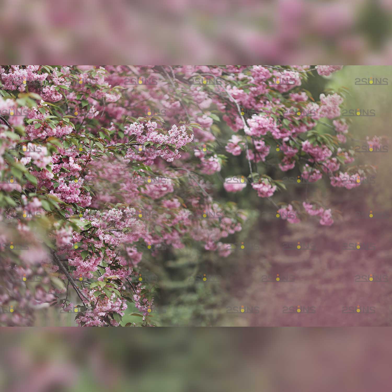 Spring Digital Flower Backdrop Overlay Example.
