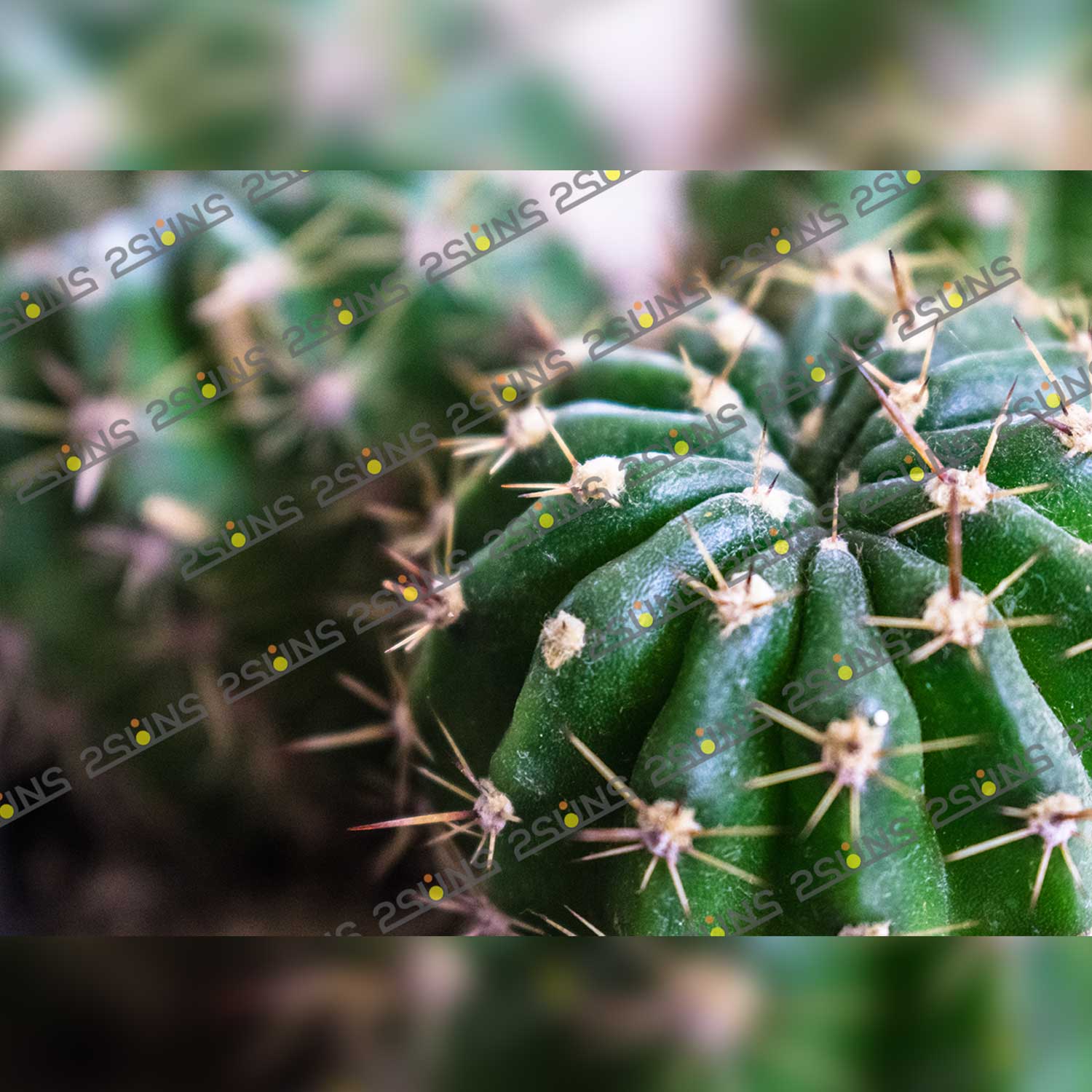 Botanical Floral Digital Flower Texture Overlays Cactus Photo Example.